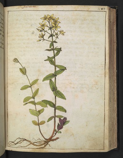 Hypericum perfoliatum, da 