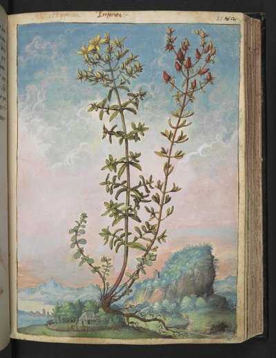 Hypericum perforatum, da "Dipinti della flora degli Stati Romani" di Gherardo Cibo da Gherardo Cibo