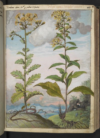 Jacobaeae vulgaris et Senecio ovatu, da "Dipinti della flora degli Stati Romani" di Gherardo Cibo, Add MS 22333, f046r, c.1564-84 da Gherardo Cibo