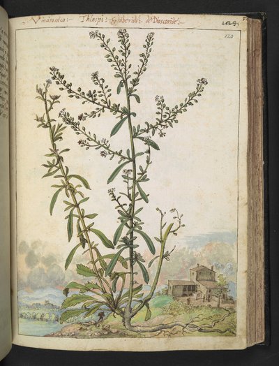 Lepidium graminifolium, da 