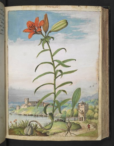Lilium bulbiferum: Una pianta con petali rossi, da 