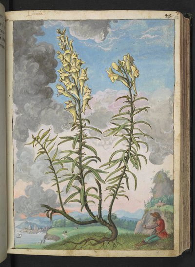 Linaria vulgaris, da "Paintings of Flora of the Roman States" di Gherardo Cibo da Gherardo Cibo