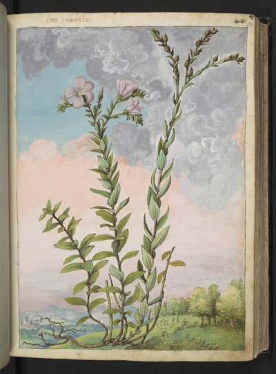 Linum viscosum: Una pianta alta con fiori rosa, da "Dipinti della flora degli Stati Romani" di Gherardo Cibo da Gherardo Cibo
