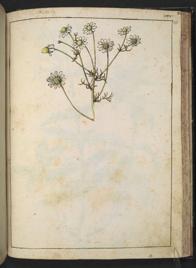 Matricaria chamomilla (Camomilla), da "Dipinti della flora degli Stati Romani" di Gherardo Cibo, Add MS 22333, f163r, c.1564-84 da Gherardo Cibo