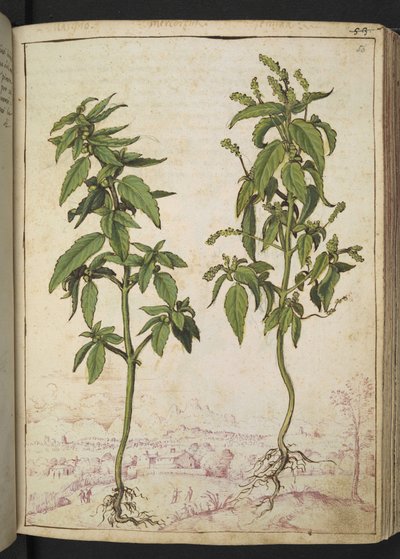 Mercurialis annua, da "Paintings of Flora of the Roman States" di Gherardo Cibo da Gherardo Cibo