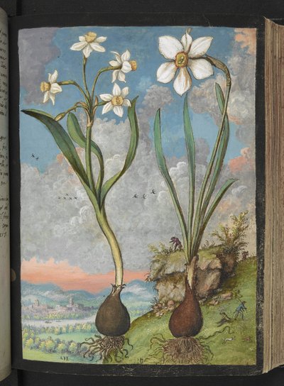 Narcissus tazetta e Narcissus poeticus: Piante con petali bianchi, da "Dipinti della flora degli Stati Romani" di Gherardo Cibo da Gherardo Cibo
