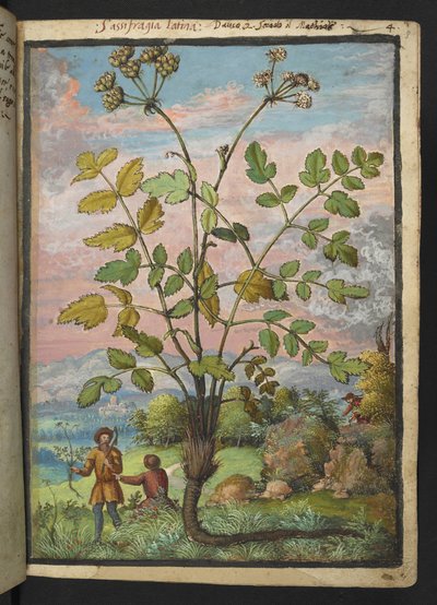 Oenanthe crocata, da "Paintings of Flora of the Roman States" di Gherardo Cibo da Gherardo Cibo