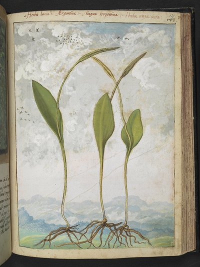 Ophioglossum vulgatum, da "Dipinti della Flora degli Stati Romani" di Gherardo Cibo, Add MS 22333, f137r, c.1564-84 da Gherardo Cibo