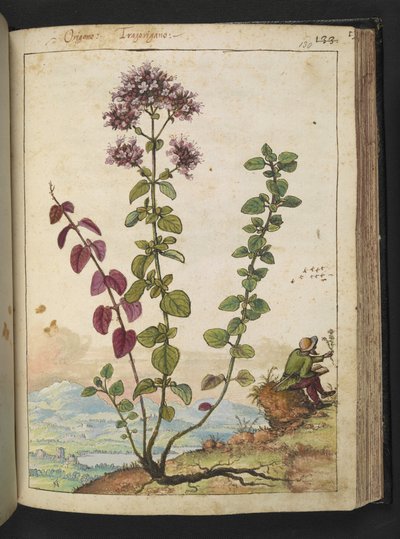 Origanum vulgare, da "Dipinti della flora degli Stati Romani" di Gherardo Cibo da Gherardo Cibo