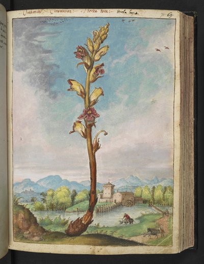 Orobanche gracilis, da "Dipinti della flora degli Stati Romani" di Gherardo Cibo, Add MS 22333, f070r, c.1564-84 da Gherardo Cibo