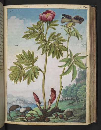 Paeonia officinalis, da "Dipinti della flora degli Stati Romani" di Gherardo Cibo da Gherardo Cibo
