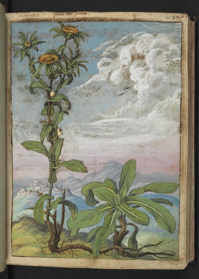 Pallenis spinosa, da "Dipinti della flora degli Stati Romani" di Gherardo Cibo da Gherardo Cibo
