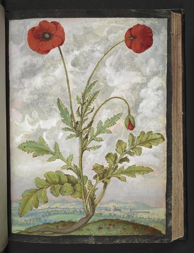 Papaver rhoeas (Papaveri), da "Dipinti della flora degli Stati Romani" di Gherardo Cibo, Add MS 22333, f107r, c.1564-84 da Gherardo Cibo
