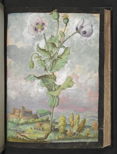 Papaver somniferum: Una pianta con petali bianchi, da "Dipinti della flora degli Stati Romani" di Gherardo Cibo da Gherardo Cibo