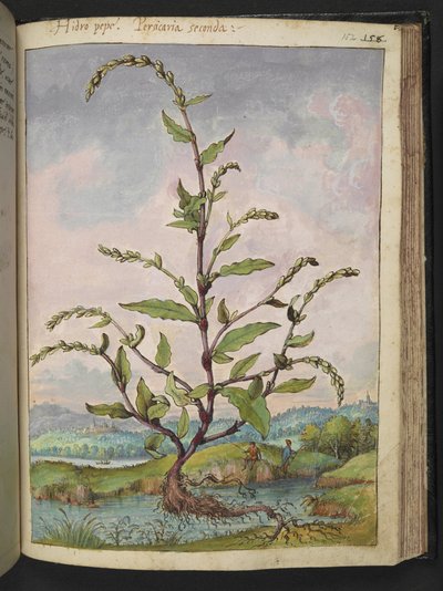 Persicaria hydropiper, da "Dipinti della Flora degli Stati Romani" di Gherardo Cibo, Add MS 22333, f152r, c.1564-84 da Gherardo Cibo