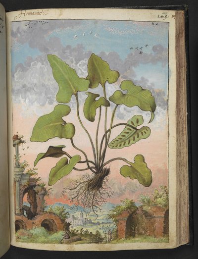 Phyllitis hemionitis, da "Dipinti della Flora degli Stati Romani" di Gherardo Cibo, Add MS 22333, f143r, c.1564-84 da Gherardo Cibo