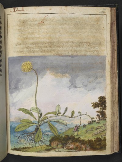 Pilosella officinarum, da 