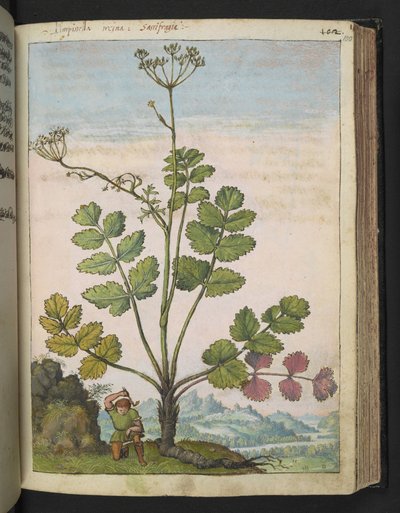 Pimpinella major, da "Dipinti della Flora degli Stati Romani" di Gherardo Cibo, Add MS 22333, f100r, c.1564-84 da Gherardo Cibo
