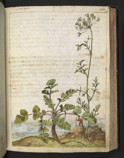 Pimpinella saxifraga, da 