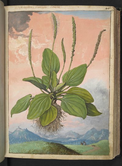Plantago major, da 