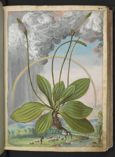 Plantago media, da 