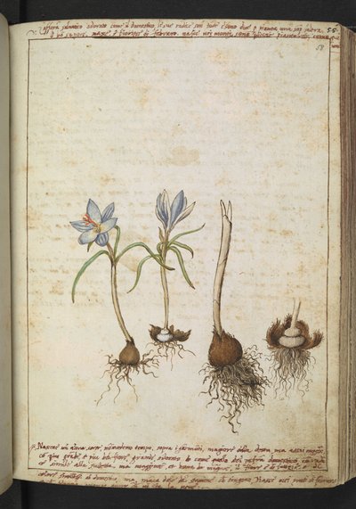 Piante tra fiori blu, da "Dipinti della flora degli Stati Romani" di Gherardo Cibo da Gherardo Cibo