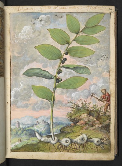 Polygonatum odoratum: Una pianta. Un uomo con un piccone, da 