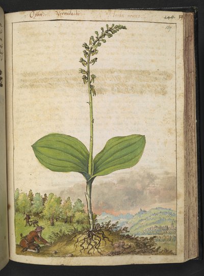 Possibilmente Ophrys apifera (orchidea ape), da "Dipinti della flora degli Stati Romani" di Gherardo Cibo da Gherardo Cibo