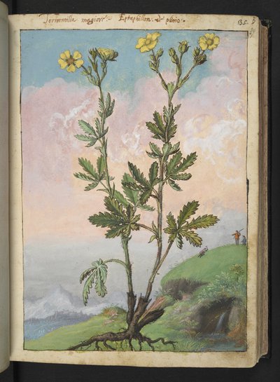 Potentilla recta: Una pianta con fiori gialli, da "Paintings of Flora of the Roman States" di Gherardo Cibo da Gherardo Cibo
