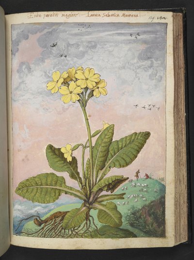 Primula eliator: Una pianta con petali gialli, da 