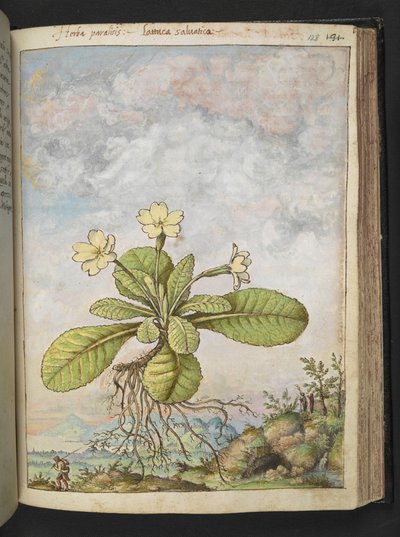 Primula vulgaris, da "Dipinti della flora degli Stati Romani" di Gherardo Cibo, Add MS 22333, f128r, c.1564-84 da Gherardo Cibo