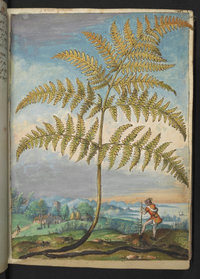 Pteridium aquilinium: una felce, da "Paintings of Flora of the Roman States" di Gherardo Cibo da Gherardo Cibo