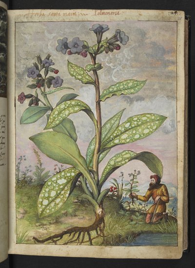 Pulmonaria officinalis, da "Paintings of Flora of the Roman States" di Gherardo Cibo da Gherardo Cibo