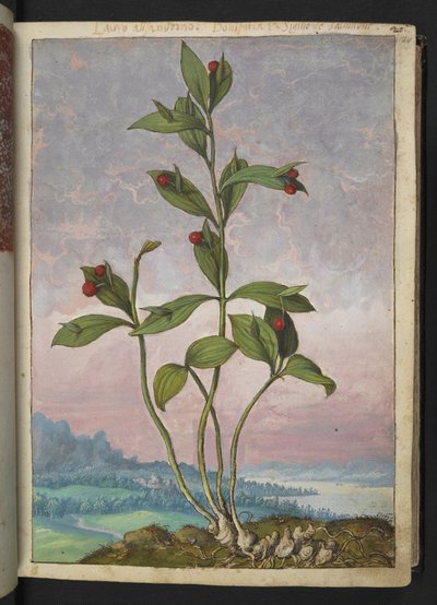 Ruscus hypoglossum: Una pianta con bacche rosse, da 