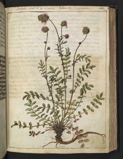 Sanguisorba minor, da "Dipinti della flora degli Stati Romani" di Gherardo Cibo, Add MS 22333, f102r, c.1564-84 da Gherardo Cibo