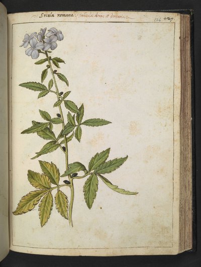 Sanicula, da "Dipinti della flora degli Stati Romani" di Gherardo Cibo, Add MS 22333, f126r, c.1564-84 da Gherardo Cibo