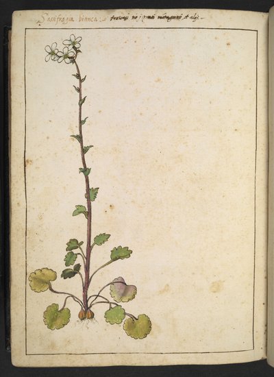 Saxifraga bianca, fiore alpino con petali bianchi, da "Paintings of Flora of the Roman States" di Gherardo Cibo da Gherardo Cibo