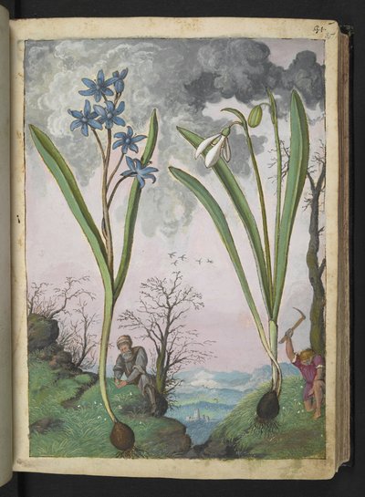 Scilla bifolia e Galanthus nivalis, da "Paintings of Flora of the Roman States" di Gherardo Cibo da Gherardo Cibo