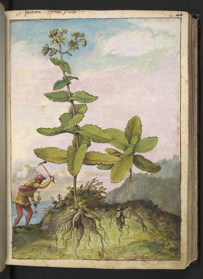 Sedum telephium, da "Dipinti della flora degli Stati Romani" di Gherardo Cibo, Add MS 22333, f043r, c.1564-84 da Gherardo Cibo