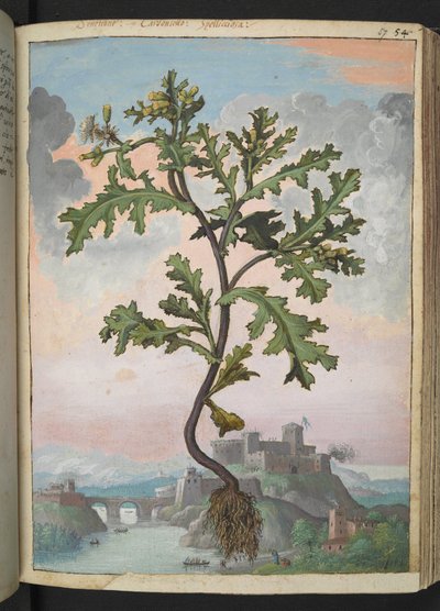 Senecio vulgaris, da "Dipinti della flora degli Stati Romani" di Gherardo Cibo da Gherardo Cibo
