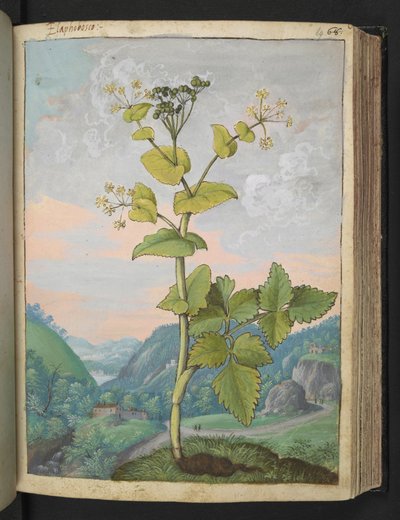 Smyrnium olusatrum, da "Paintings of Flora of the Roman States" di Gherardo Cibo da Gherardo Cibo