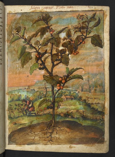 Solanum nigrum: Una pianta con frutti arancioni, da 