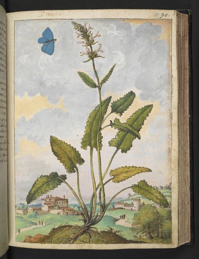 Stachys officinalis, da 