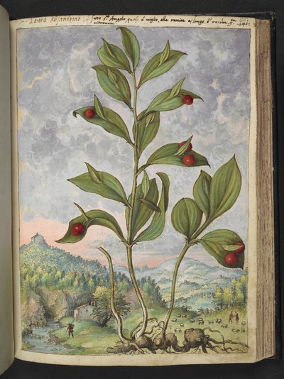 Streptopus amplexifolius (Stelo contorto), da 