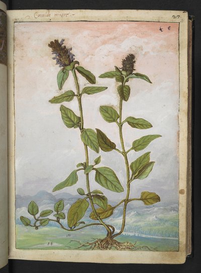Symphytum bulbosum (Consolida bulbosa), da "Dipinti della flora degli Stati Romani" di Gherardo Cibo da Gherardo Cibo