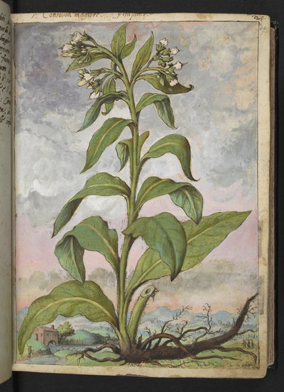Symphytum officinale (Consolida maggiore), da "Dipinti della flora degli Stati Romani" di Gherardo Cibo da Gherardo Cibo