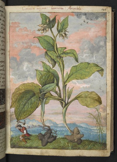 Symphytum tuberosum, da 