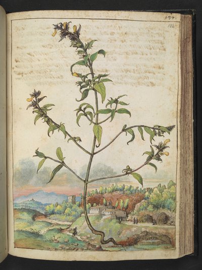 Pianta alta con foglie verdi e fiori gialli, da 