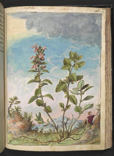 Teucrium chamaedrys (Camedrio comune), da 