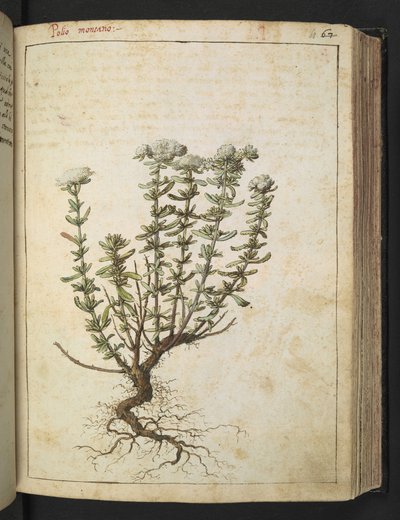 Teucrium montanum, da 